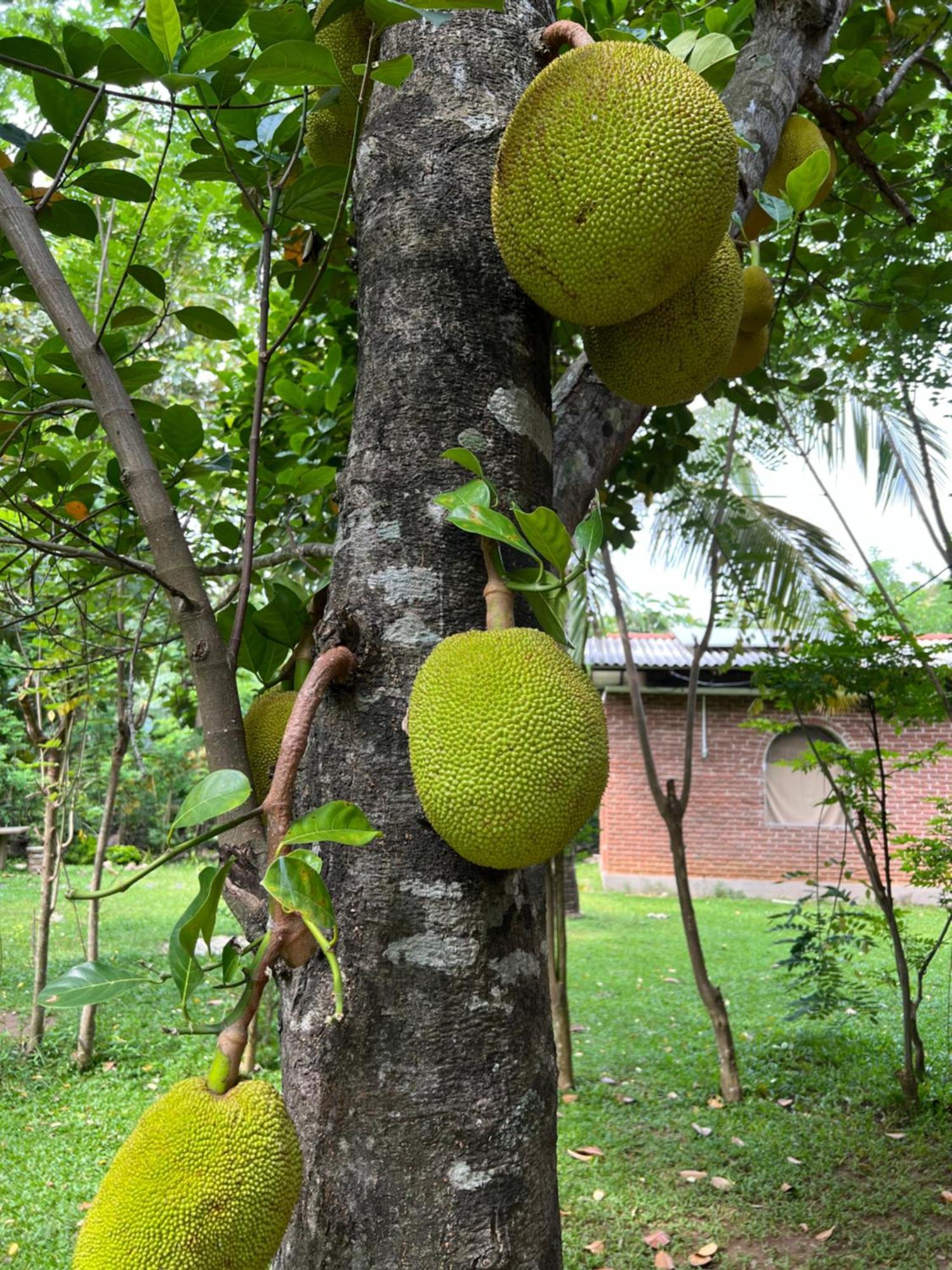 Sayon River Cottage & Eco Garden Monaragala Ngoại thất bức ảnh