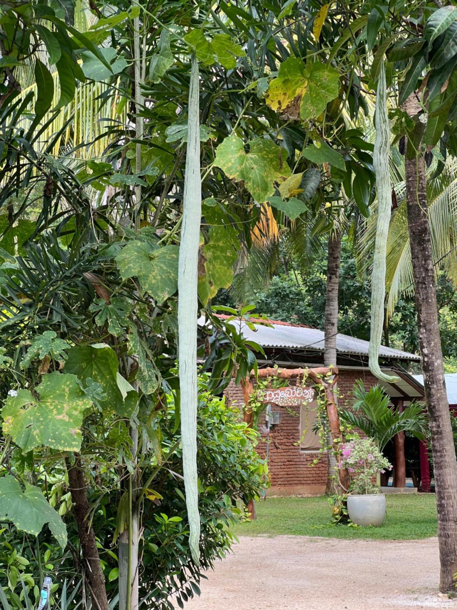 Sayon River Cottage & Eco Garden Monaragala Ngoại thất bức ảnh